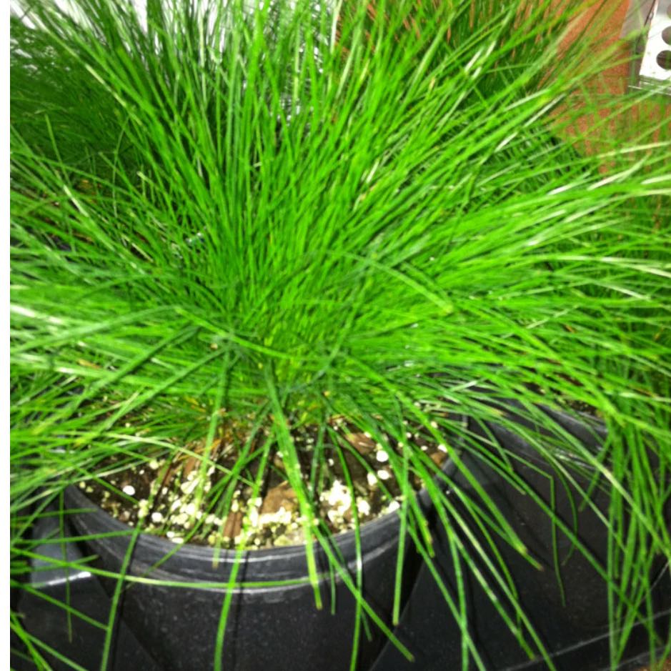 Photo of the plant species Wavy Hair-Grass by @SportLecanora named Dax on Greg, the plant care app
