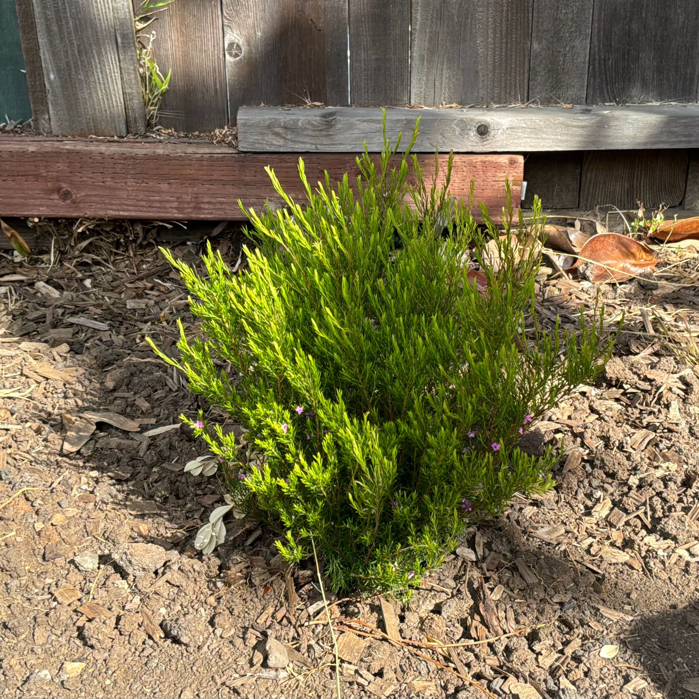 Photo of the plant species Cape May by @SportLecanora named Anne on Greg, the plant care app