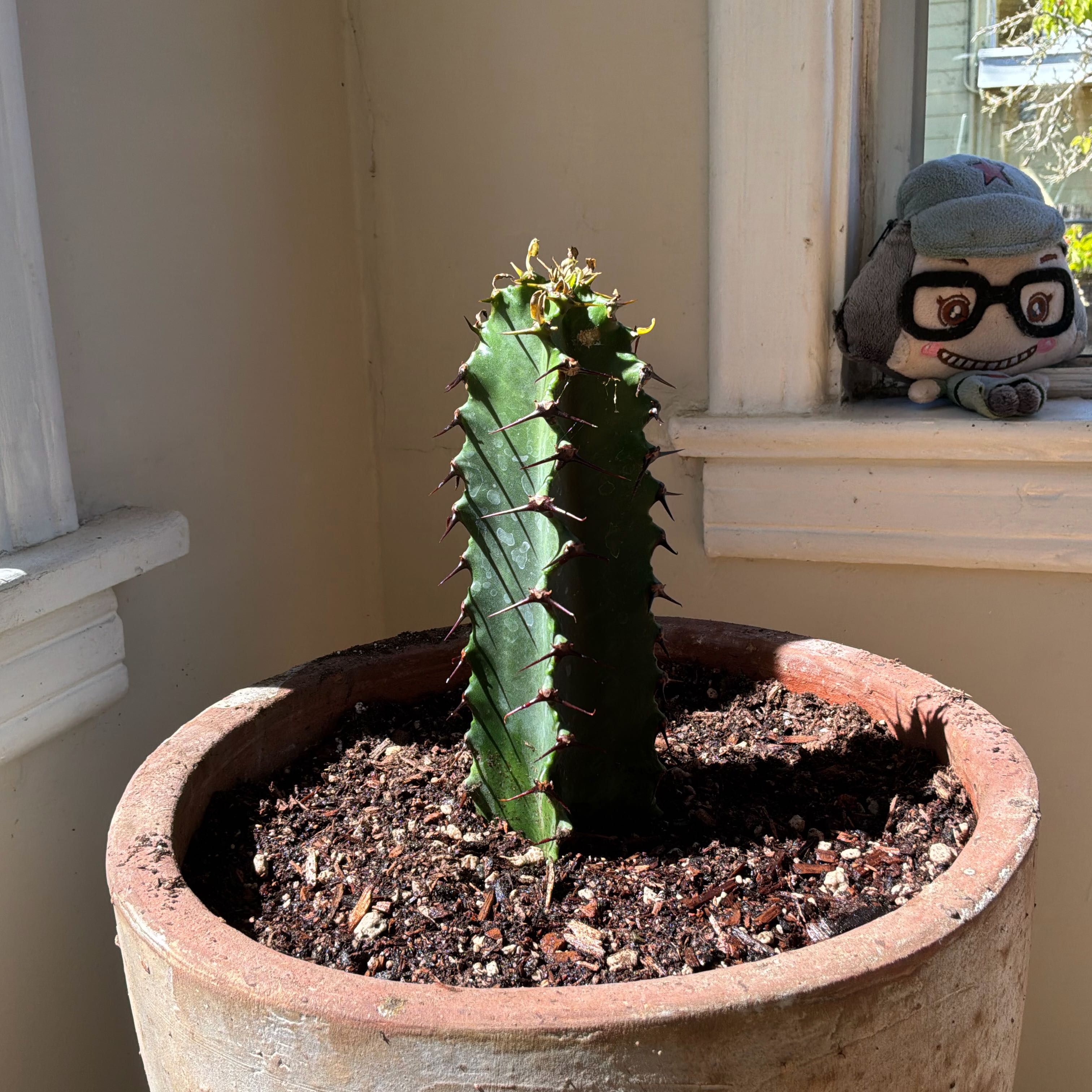 Photo of the plant species African Candelabra by @SportLecanora named Peter Parker on Greg, the plant care app