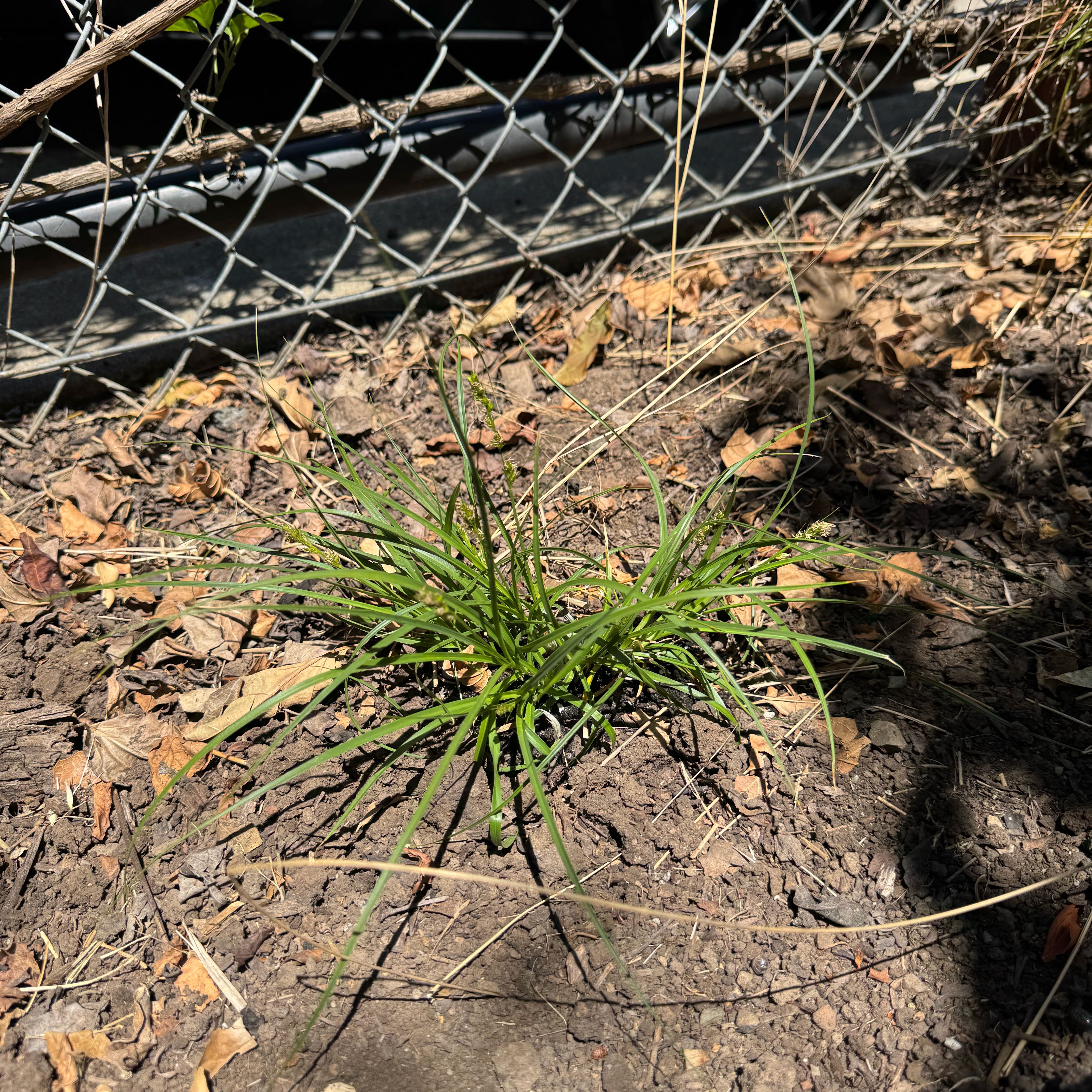 Photo of the plant species Grassland Sedge by @SportLecanora named Queen on Greg, the plant care app