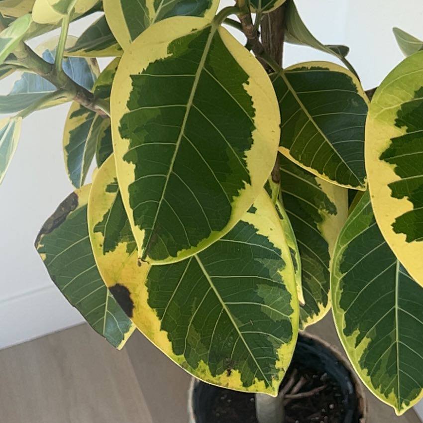 Photo of the plant species Ficus altissima 'Variegata' by @PoshLaceyoak94 named Peter Parker on Greg, the plant care app