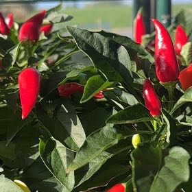 Photo of the plant species Hot Pops Yellow Ornamental Pepper by @RegalDouglasfir named Marilyn on Greg, the plant care app