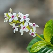 Photo of the plant species Golden Pseuderanthemum by @ComicChiltepin named Anne on Greg, the plant care app
