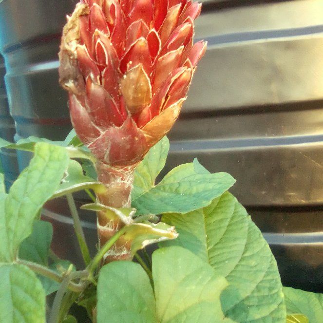 Photo of the plant species Red Torch Ginger by @ComicChiltepin named Rainier on Greg, the plant care app