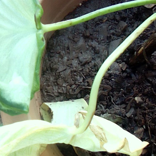 Photo of the plant species Caladium White Queen by @ComicChiltepin named Keanu Leaves on Greg, the plant care app