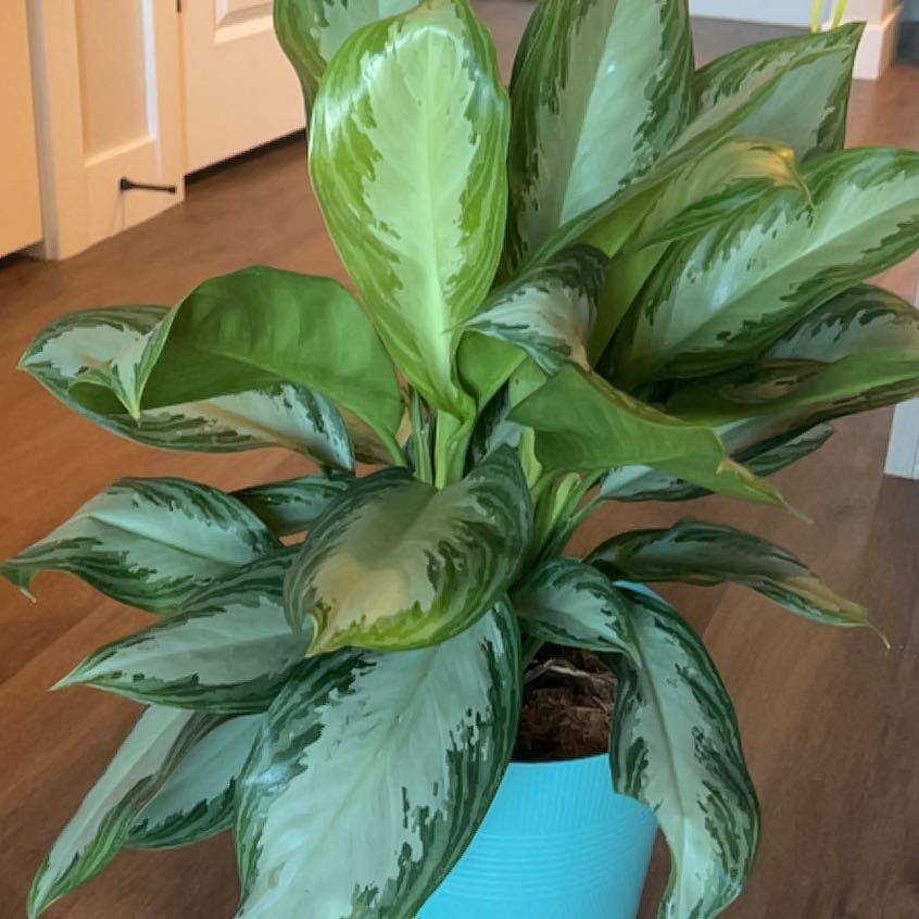 Plant care for Monstera Peru on Greg, the plant care app