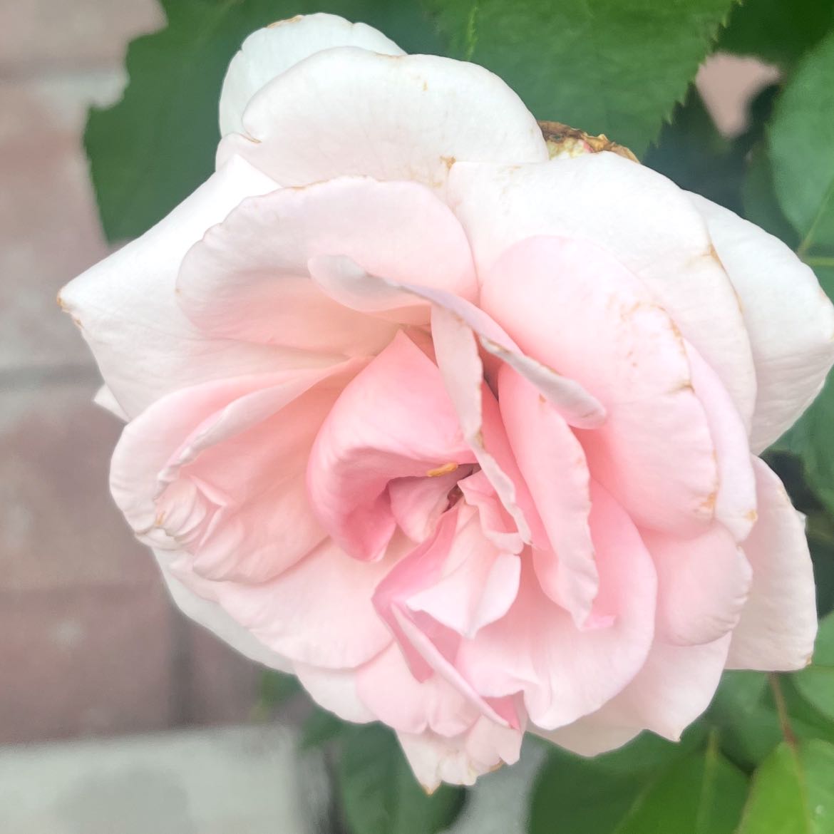 Photo of the plant species WEKmeredoc rose by @FastAmericanelm named Meredith on Greg, the plant care app