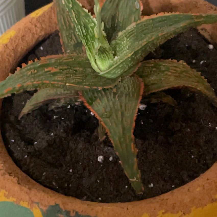 Photo of the plant species Carmine Aloe by @FastAmericanelm named Carmine on Greg, the plant care app