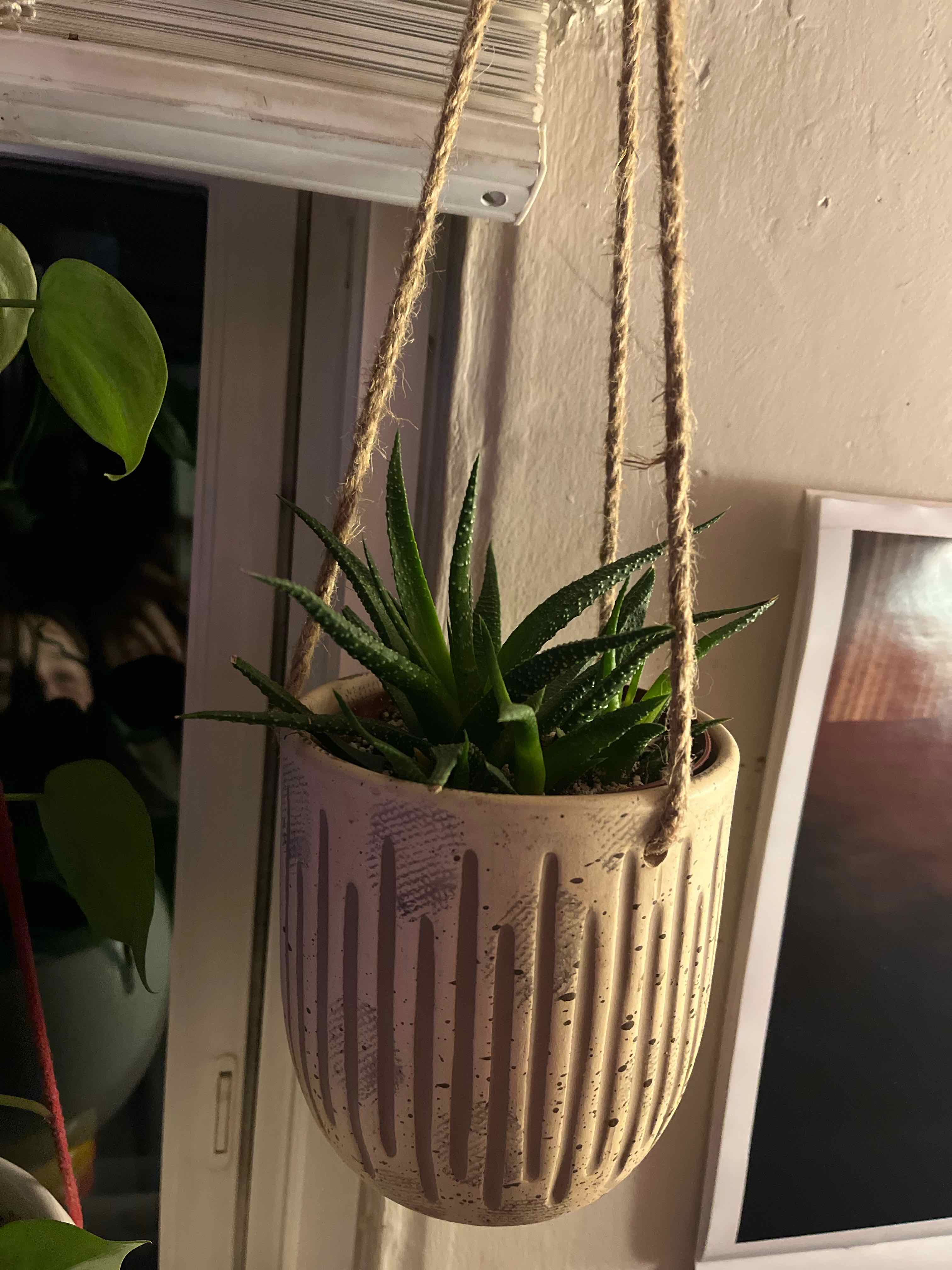 Photo of the plant species Pearl Plant by @katelynfink named Winston on Greg, the plant care app