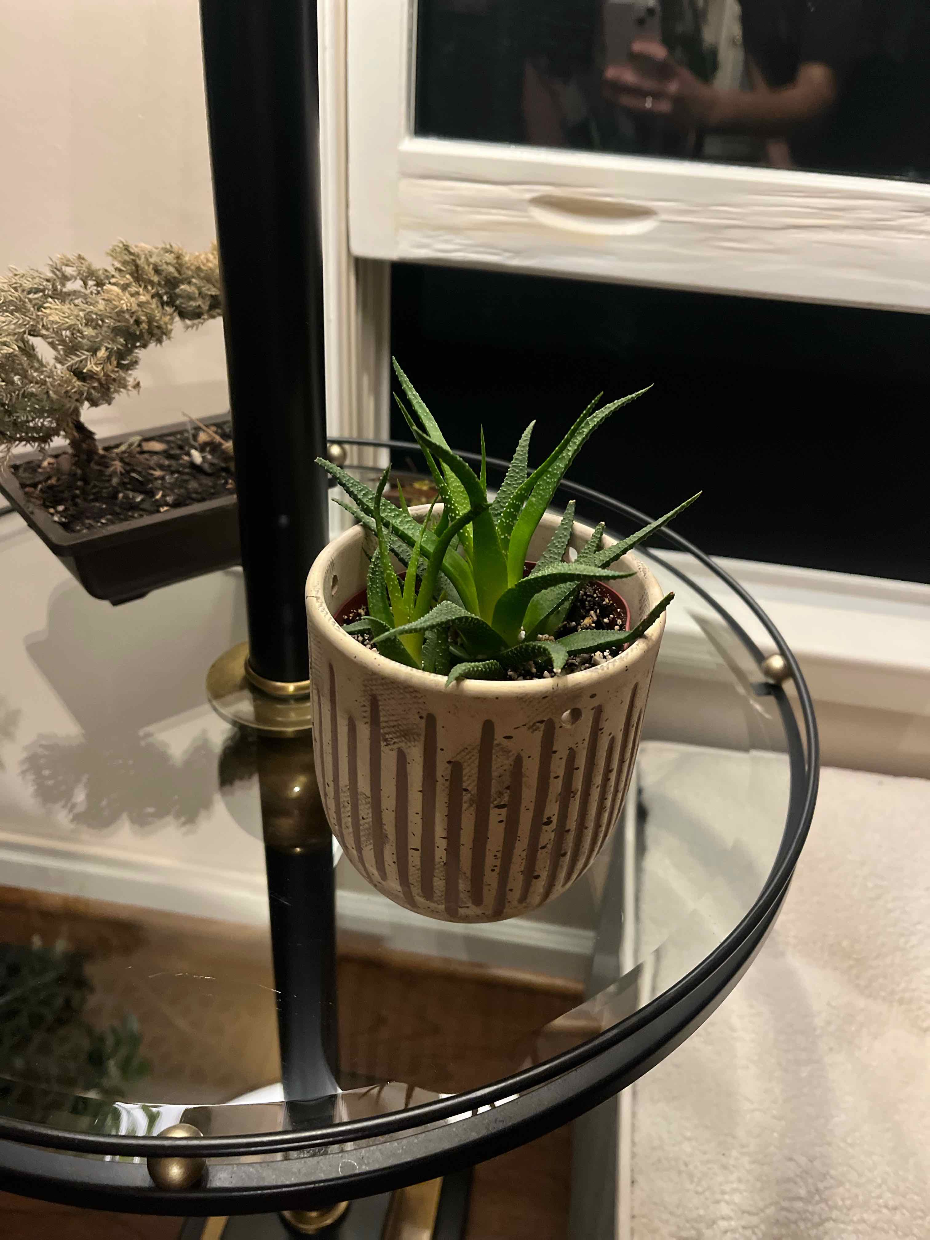 Photo of the plant species Pearl Plant by @katelynfink named Winston on Greg, the plant care app