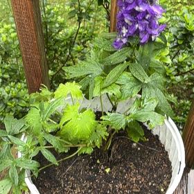 Photo of the plant species Doubtful Knight's-Spur by @katelynfink named aurora deep purple delphinium on Greg, the plant care app
