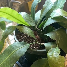 Photo of the plant species Pseudorphipsalis 'Blue Flame' by @JazzyIvorysedge named Kylie on Greg, the plant care app