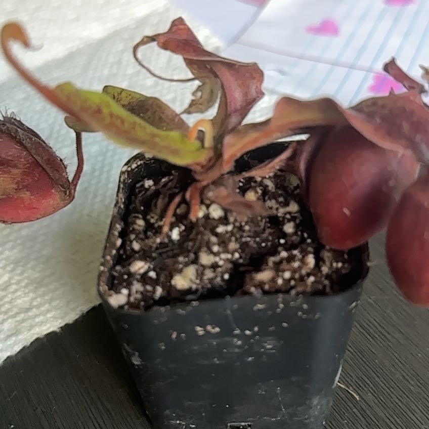 Photo of the plant species Nepenthes mirabilis 'Winged' x Nepenthes ampullaria 'Black Miracle' by @JazzyIvorysedge named Dax on Greg, the plant care app