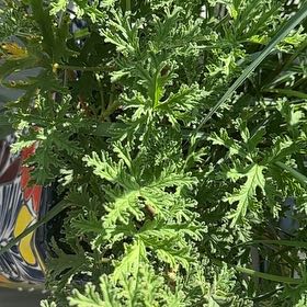 Photo of the plant species Citronella Geranium by @JazzyIvorysedge named Robert Plant on Greg, the plant care app