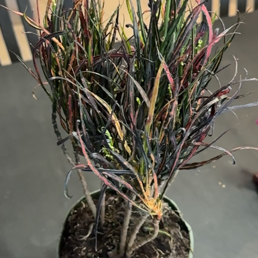 Photo of the plant species Picasso's Paintbrush by @JazzyIvorysedge named Pablo on Greg, the plant care app