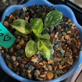 Photo of the plant species Green Congo by @OhMaranta named Kinoko on Greg, the plant care app