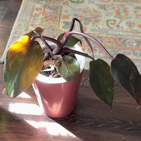 Photo of the plant species Philodendron Burgundy Princess by @OhMaranta named Maroon on Greg, the plant care app