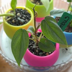 Photo of the plant species Philodendron pastazanum 'Silver' by @OhMaranta named Nimbus on Greg, the plant care app