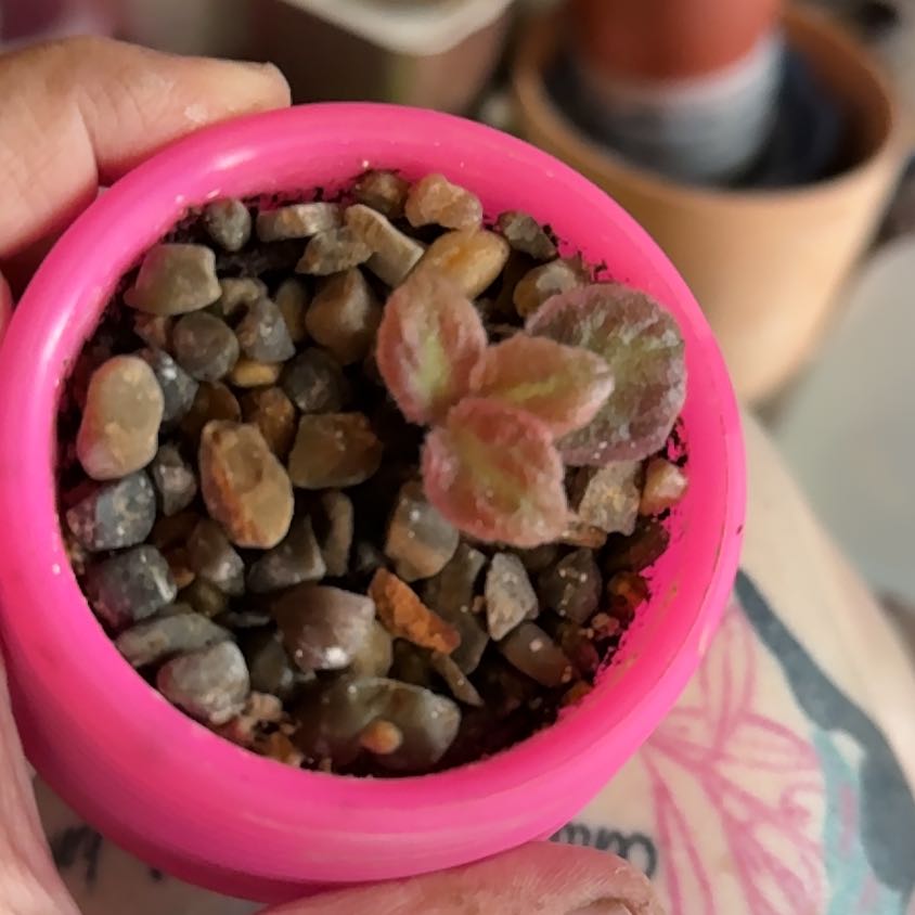 Photo of the plant species Episcia 'Pink Dreams' by @OhMaranta named Frenchie on Greg, the plant care app