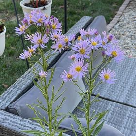 Photo of the plant species Garden Aster by @AngelSpinysenna named Leonardo on Greg, the plant care app