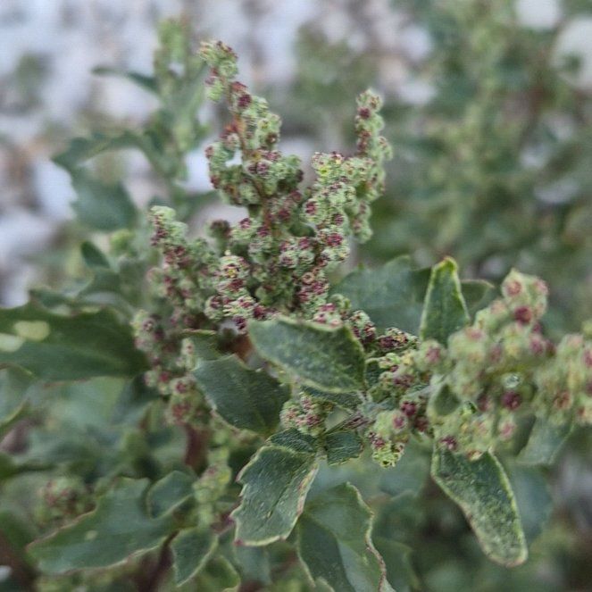 Photo of the plant species Australian-Spinach by @LushGianttaro named Remington on Greg, the plant care app