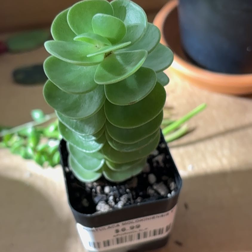 Photo of the plant species Portulaca molokiniensis 'Maraca' by @LovelyMendoza named Nithin on Greg, the plant care app