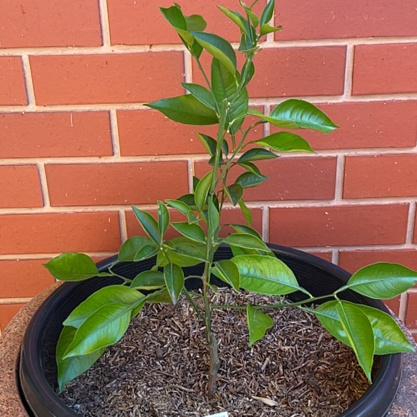 Photo of the plant species Sweet Orange Tree 'Cipo' by @StoutWharangi named Miley on Greg, the plant care app