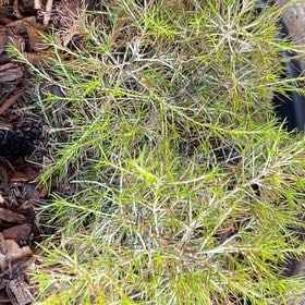 Photo of the plant species Rosemary Grevillea by @StoutWharangi named Bruce Lee on Greg, the plant care app