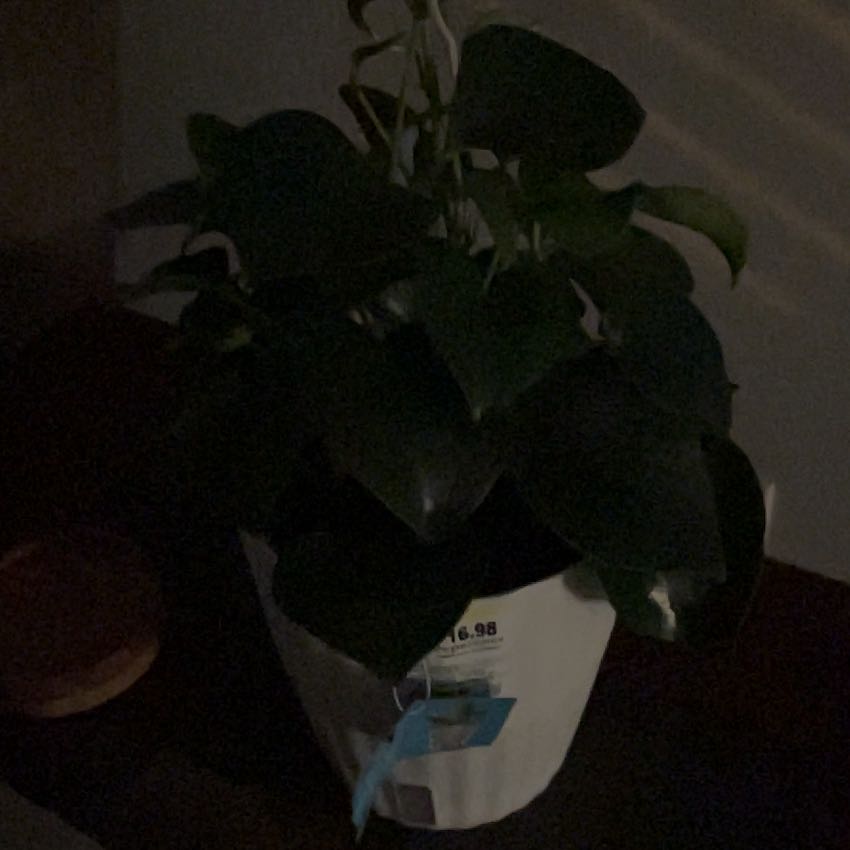 Photo of the plant species Pepperonmia Raindrop by @ExoticZinnia71 named Sigmund on Greg, the plant care app