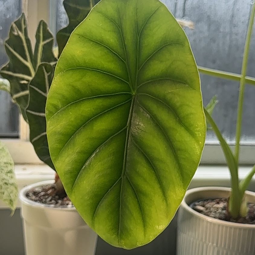 Photo of the plant species Alocasia by @KeyBlueplumbago named Nemo on Greg, the plant care app