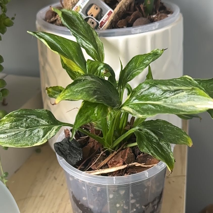 Photo of the plant species Varigated Peace Lilly by @KeyBlueplumbago named Lola on Greg, the plant care app