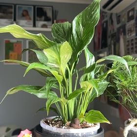 Photo of the plant species Varigated Peace Lilly by @KeyBlueplumbago named Figyonce on Greg, the plant care app