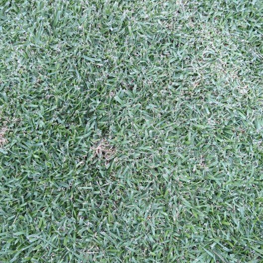 Photo of the plant species Empire® Zoysiagrass by @CosmicKatsura named Beyonce on Greg, the plant care app