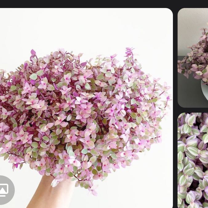 Photo of the plant species Echeveria 'Blue Giants' by @NaturalBookaloe named Taylor Swift on Greg, the plant care app