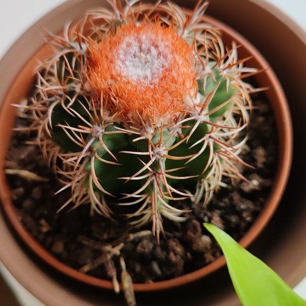 Photo of the plant species Melon cactus by @YiftMarjoram58 named Bruce Lee on Greg, the plant care app