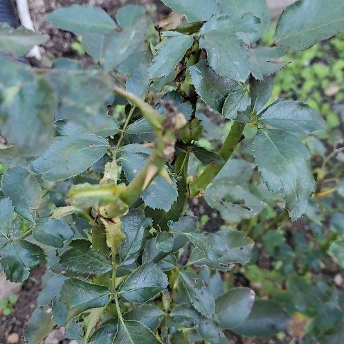 Photo of the plant species Flowering Ash by @WholeMonkorchid named Daphne on Greg, the plant care app