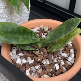 Photo of the plant species Paphiopedilum venustum by @HeartySunflower named Diana on Greg, the plant care app