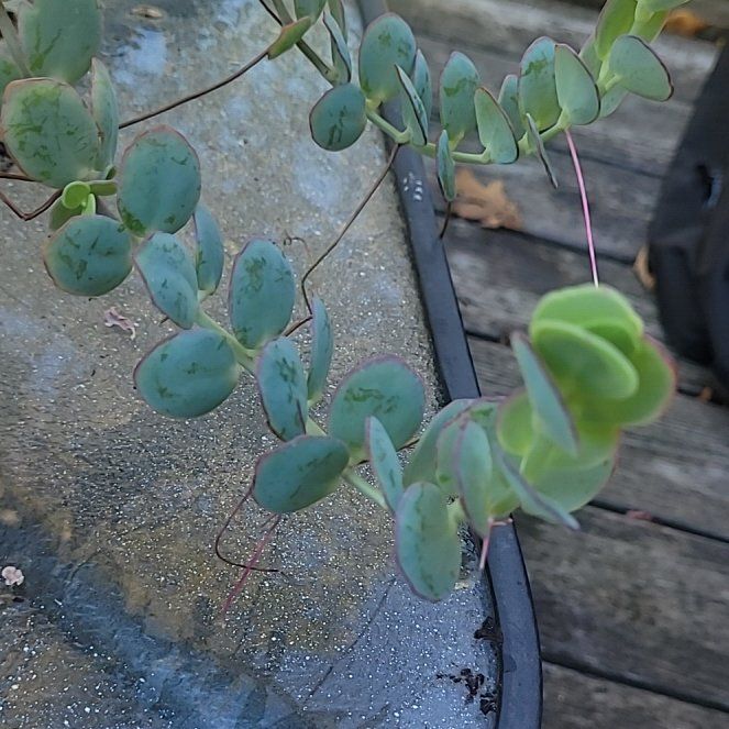 Photo of the plant species Sea Spurge by @TimelyCalamansi named Coco on Greg, the plant care app