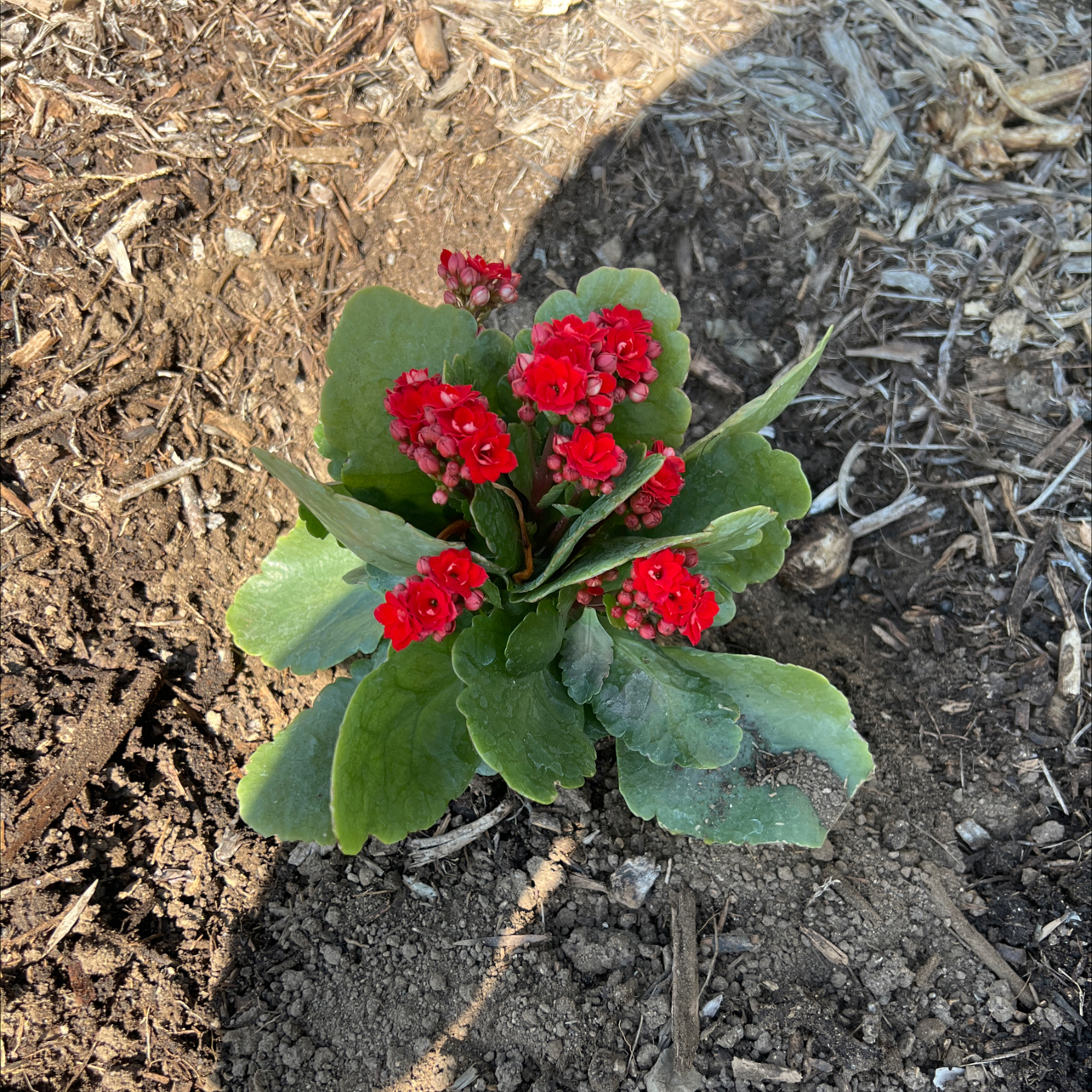 Photo of the plant species Kalanchoe blossfeldiana 'Orange' by @AngelicFicus named Willow on Greg, the plant care app