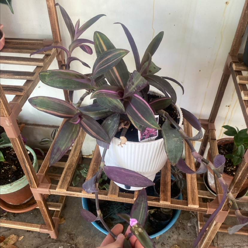 Photo of the plant species Varigated Setcreasea by @DirectBlueoak named Austen on Greg, the plant care app