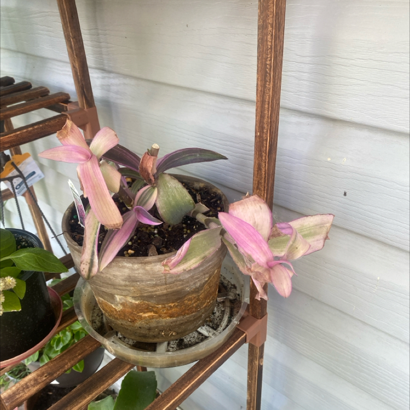 Photo of the plant species Varigated Setcreasea by @DirectBlueoak named Zion on Greg, the plant care app