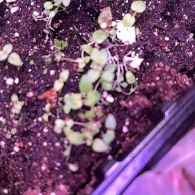 Photo of the plant species Ornamental Oregano by @DynamicWaxivy named Sage on Greg, the plant care app