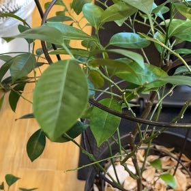 Photo of the plant species Calamansi by @SmartSnowcrocus named Treeyoncé on Greg, the plant care app