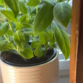 Photo of the plant species Box-leaf Lipstick Plant by @YoungAlfalfa88 named Captain Plant-it on Greg, the plant care app