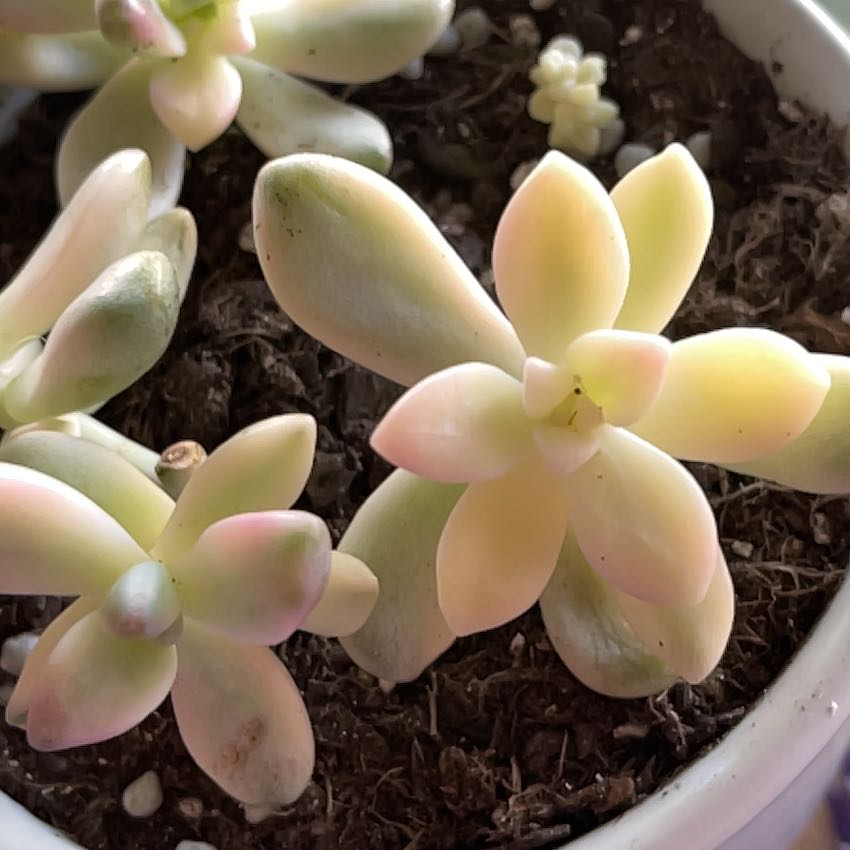 Photo of the plant species Pachyphytum 'Apricot Beauty' by @EsteemedBorage named Forrest on Greg, the plant care app