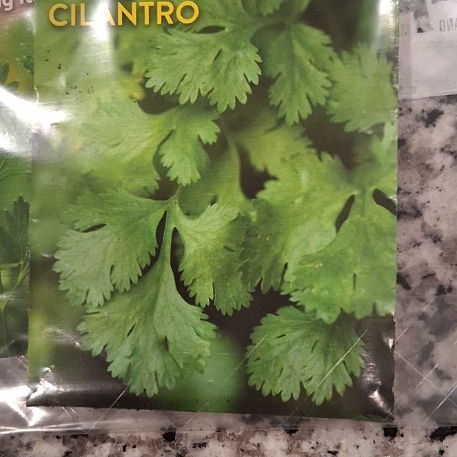Photo of the plant species cilantro by @GemWatermint62 named Kardashian on Greg, the plant care app