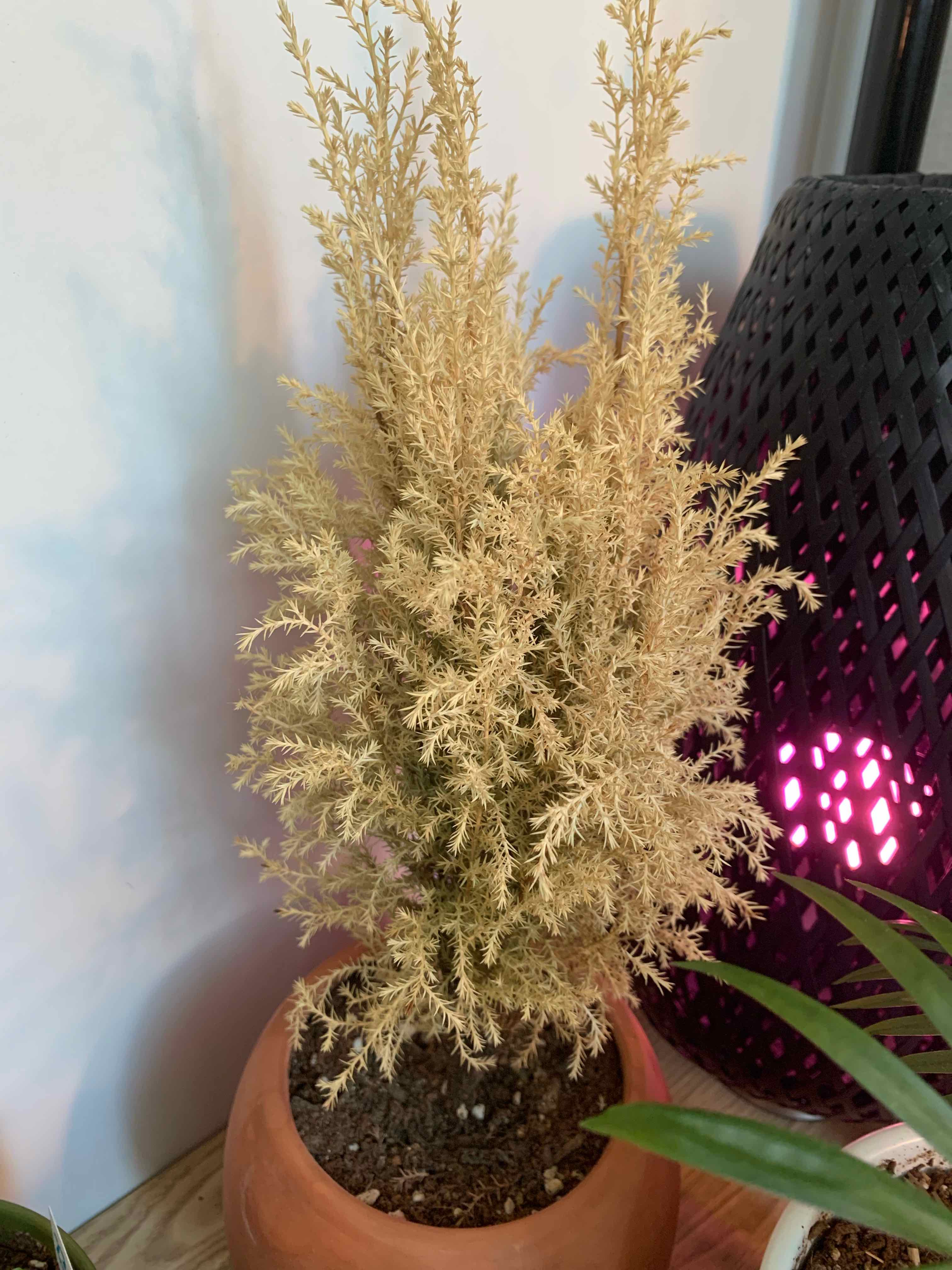 Cupressus macrocarpa plant in a pot with significant yellowing and browning.