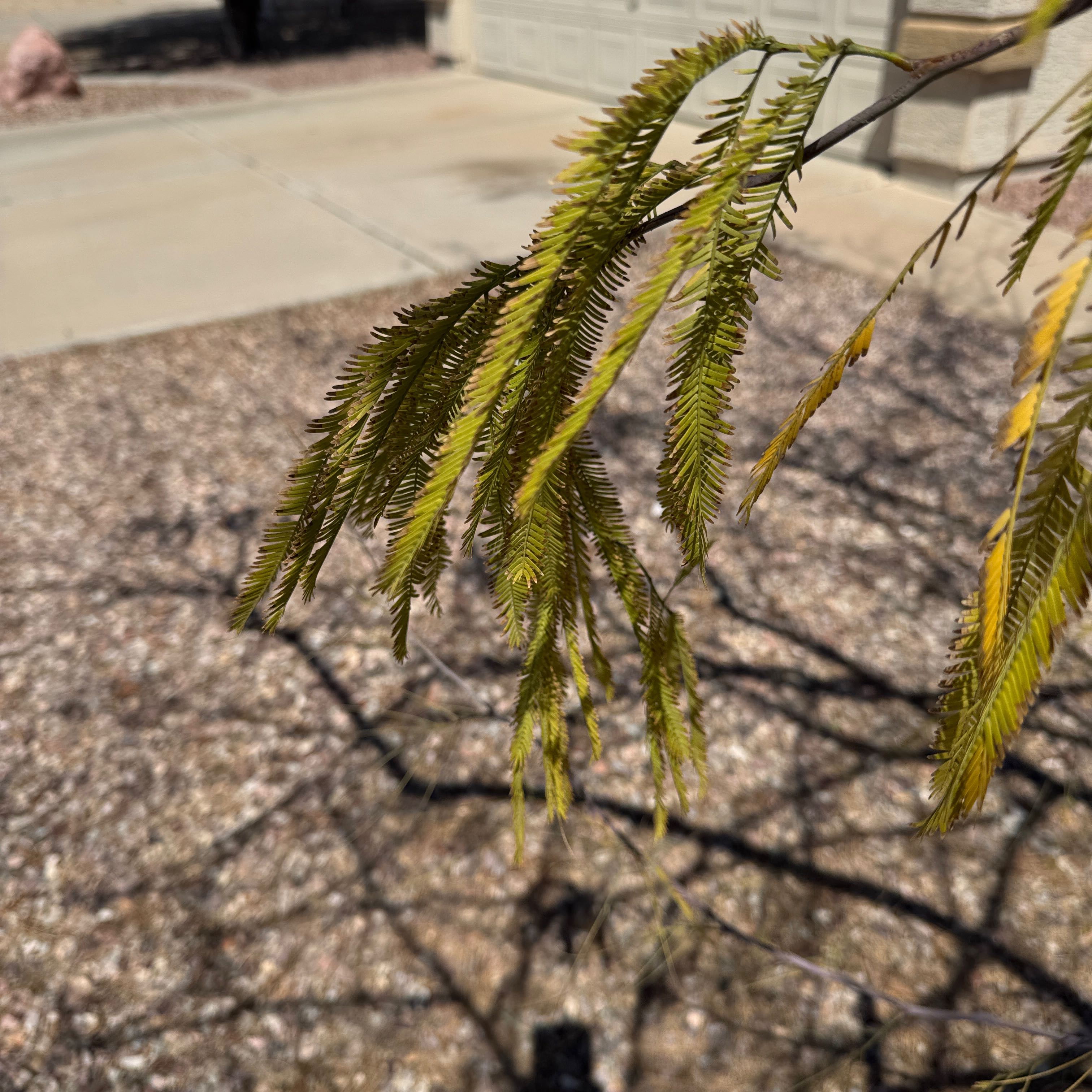 Photo of the plant species Chilean Mesquite by @TidySnowgentian named Dax on Greg, the plant care app