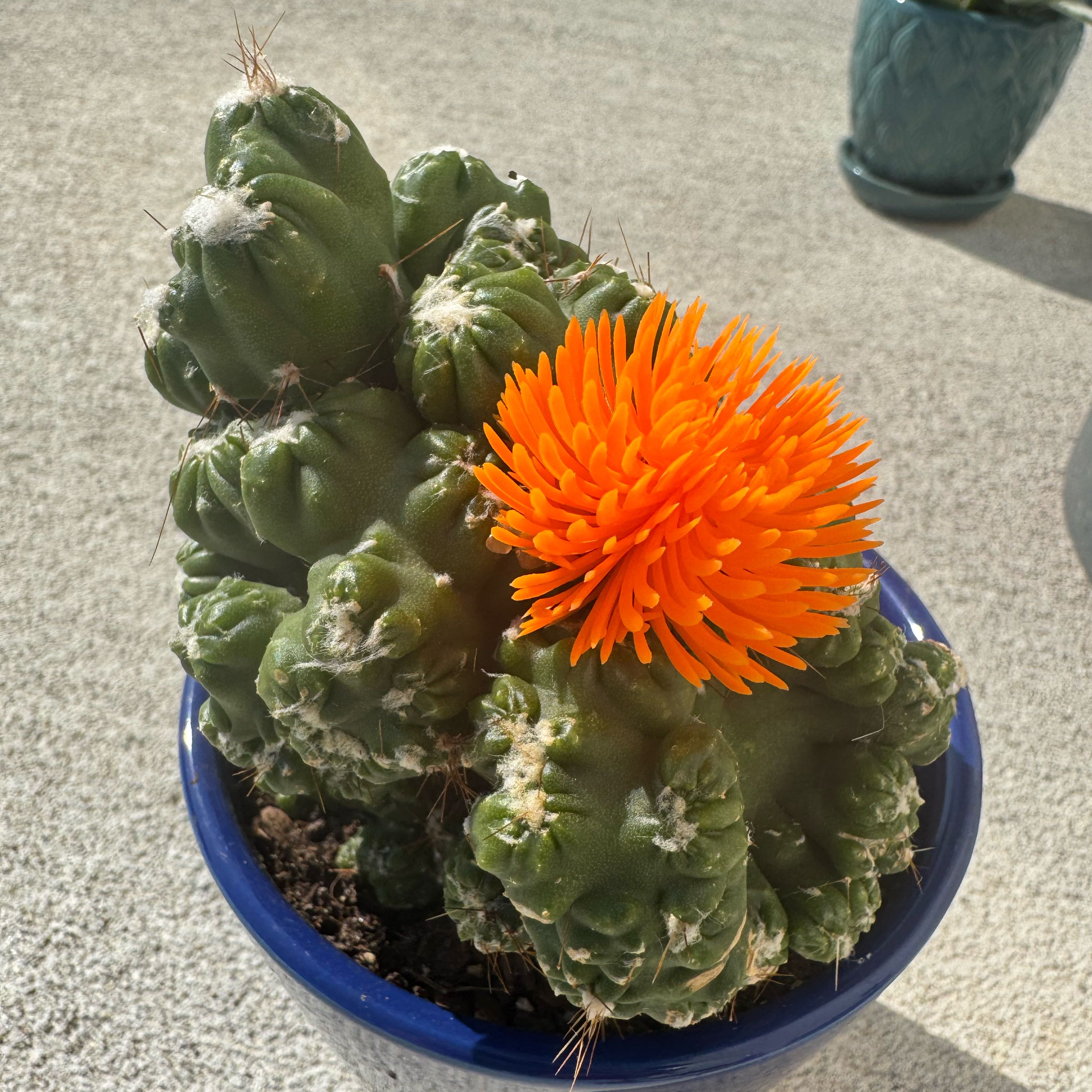 Photo of the plant species Cereus peruvianus f. monstrose by @PaintingGreys named Achilles on Greg, the plant care app