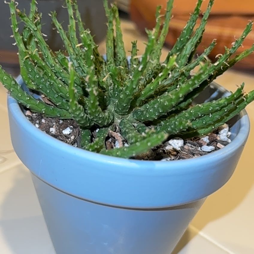 Photo of the plant species Starfish Flower Cactus by @PaintingGreys named Figyonce on Greg, the plant care app